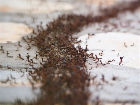 Mabisang Pamatay ng Langgam na Pula – Eradika Pest .